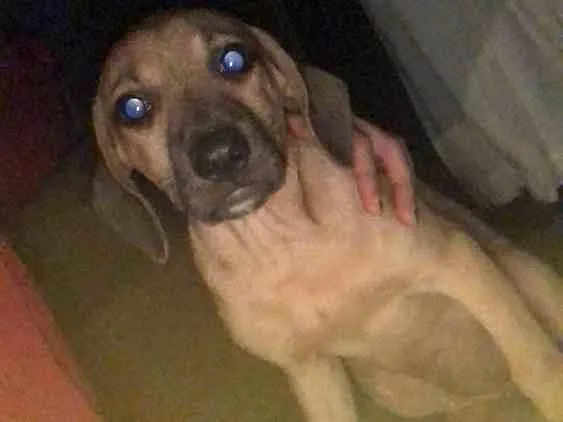 Cachorro ra a Vira lata  idade 1 ano nome Não tem 