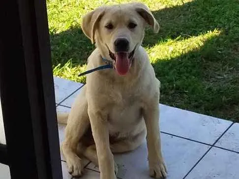 Cachorro ra a Labrador idade 7 a 11 meses nome Thanos