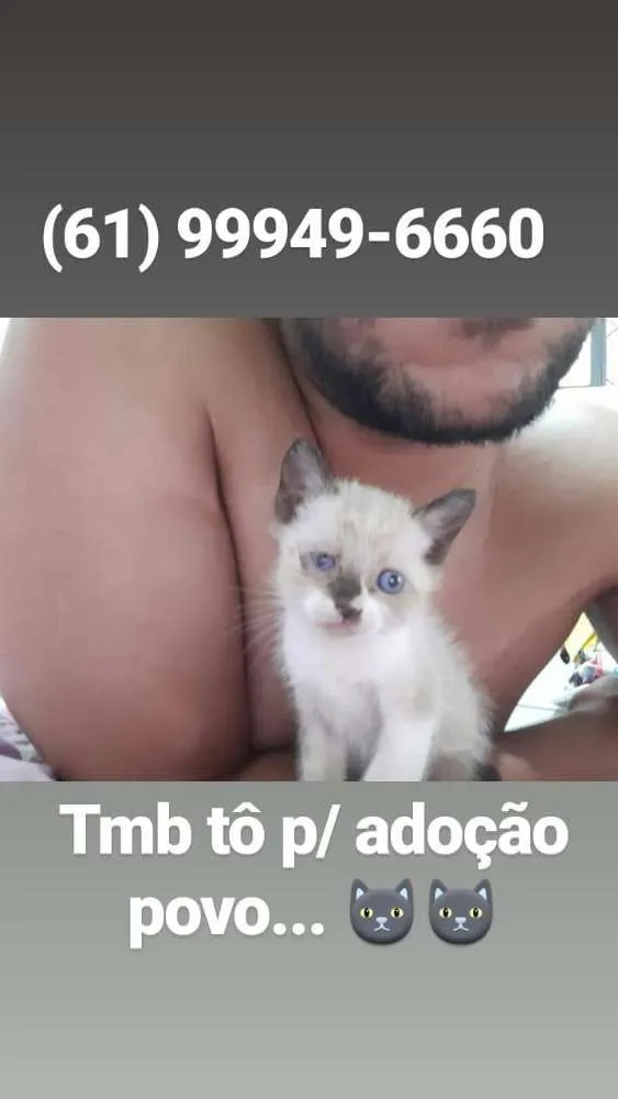 Gato ra a  idade 2 a 6 meses nome Brad e Jujuba