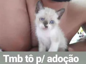 Gato raça  idade 2 a 6 meses nome Brad e Jujuba