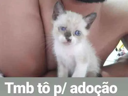 Gato ra a  idade 2 a 6 meses nome Brad e Jujuba