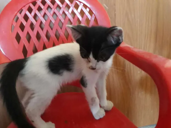 Gato ra a Indefinida idade Abaixo de 2 meses nome Luna