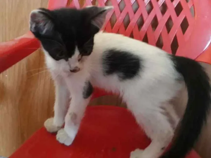 Gato ra a Indefinida idade Abaixo de 2 meses nome Luna