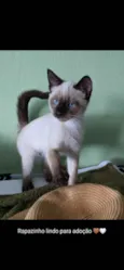 Bebês lindos