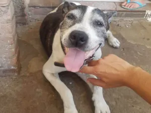 Cachorro raça Por bull idade 6 ou mais anos nome Diana 