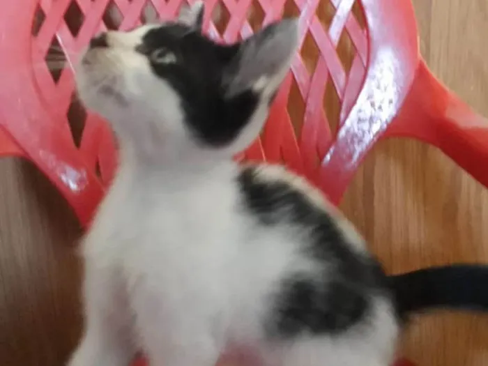 Gato ra a Indefinida idade Abaixo de 2 meses nome Luna