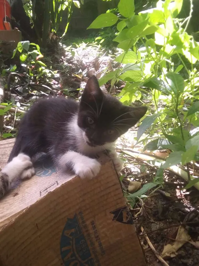 Gato ra a Nao sei idade Abaixo de 2 meses nome Frajolinha