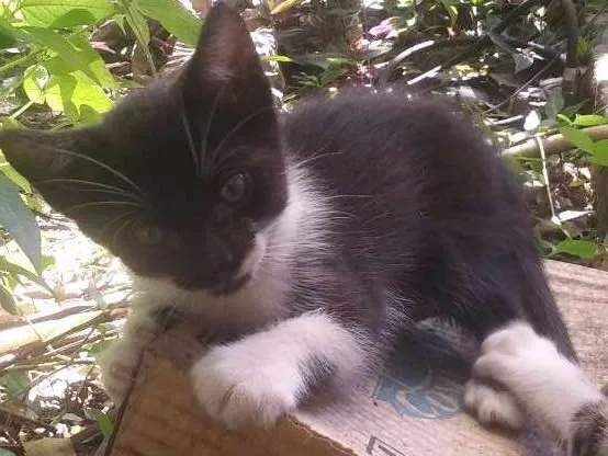 Gato ra a Nao sei idade Abaixo de 2 meses nome Frajolinha