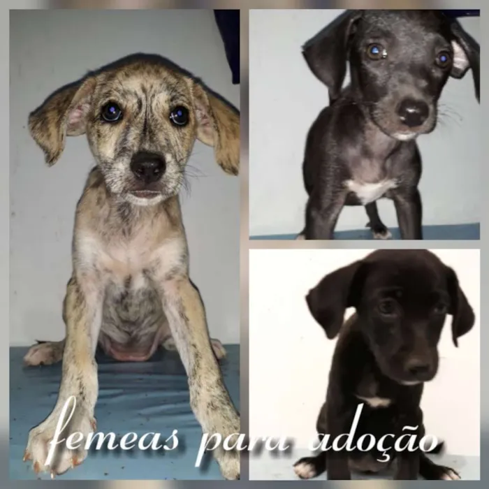 Cachorro raça Srd idade 2 a 6 meses nome Filhotes