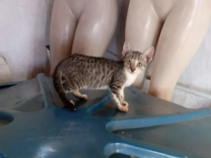 Gato raça Srd idade 2 a 6 meses nome Neguinha e laurinha