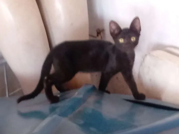Gato raça Srd idade 2 a 6 meses nome Neguinha e laurinha