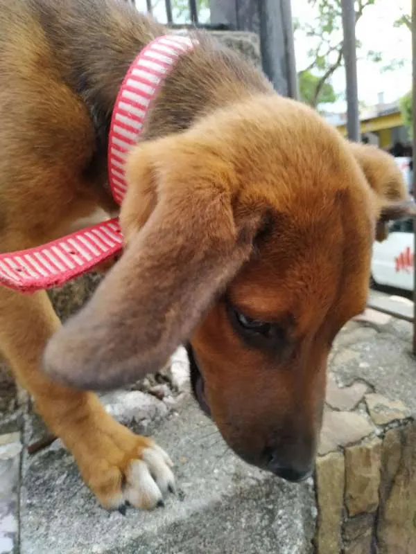 Cachorro ra a SRD idade 2 a 6 meses nome Nick