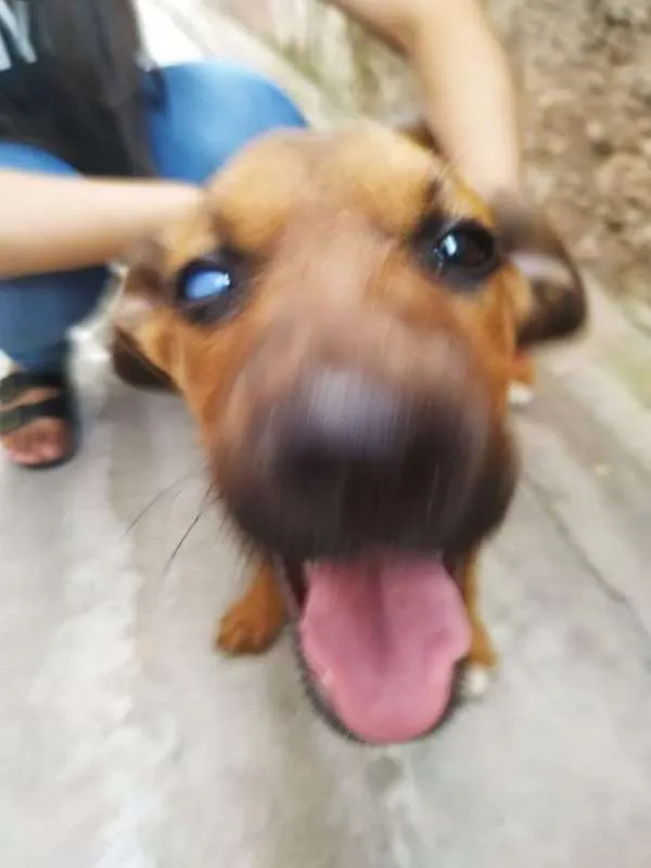 Cachorro ra a SRD idade 2 a 6 meses nome Nick