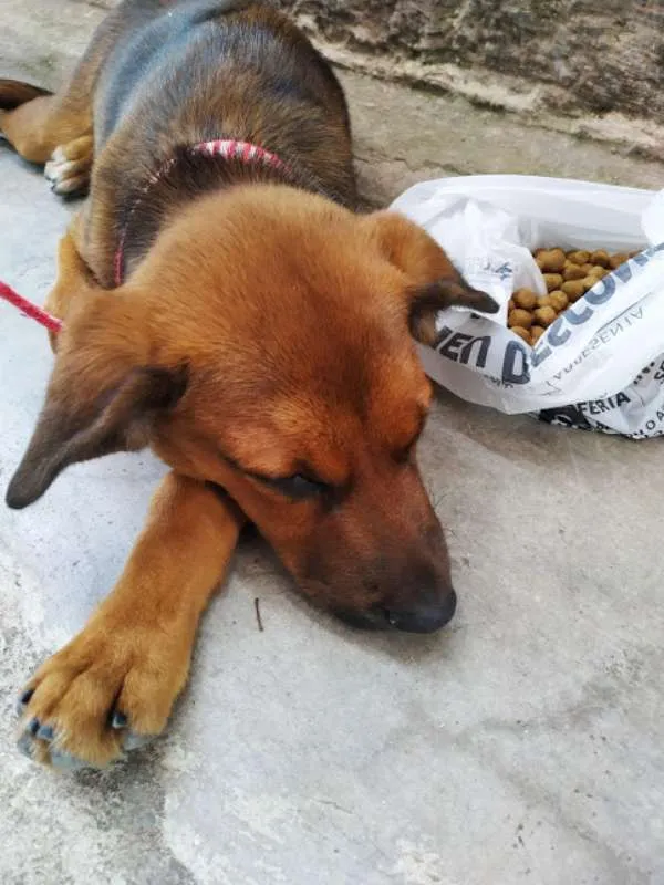 Cachorro ra a SRD idade 2 a 6 meses nome Nick