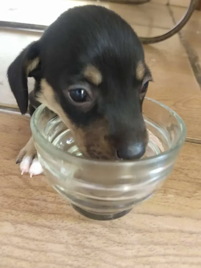 Cachorro raça Sem raça definida idade Abaixo de 2 meses nome Leny