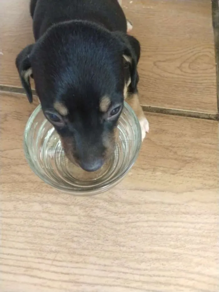 Cachorro raça Sem raça definida idade Abaixo de 2 meses nome Leny