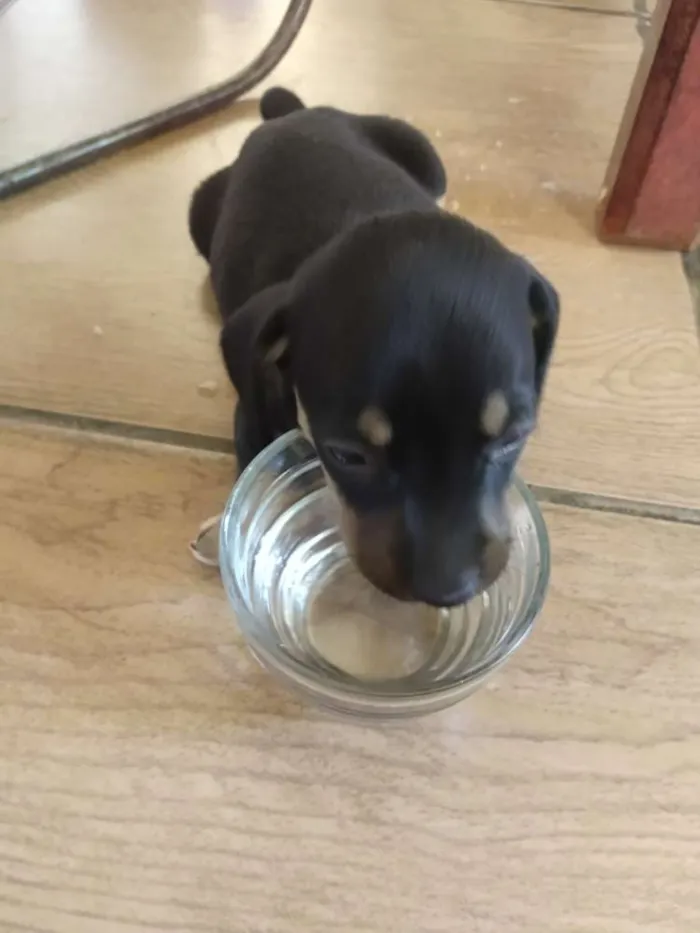 Cachorro raça Sem raça definida idade Abaixo de 2 meses nome Leny