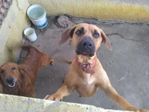 Cachorro raça Fila Brasileiro idade 1 ano nome Pantera 