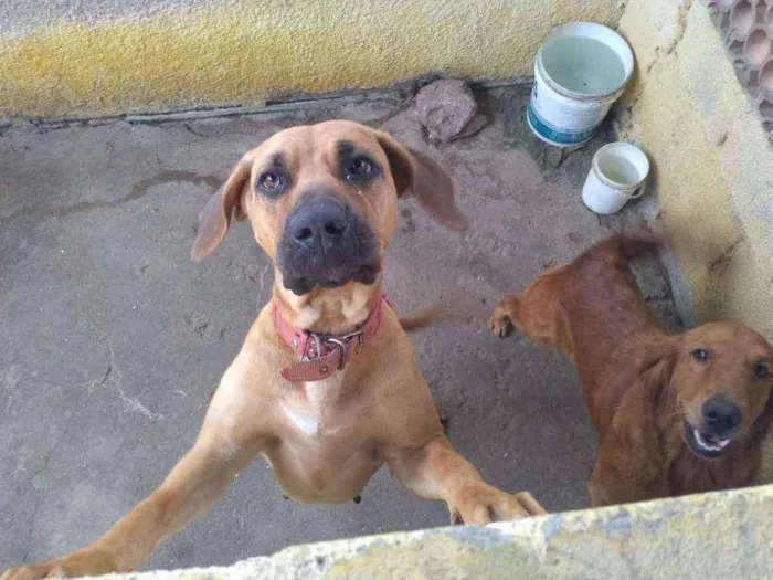 Cachorro ra a Fila Brasileiro idade 1 ano nome Pantera 