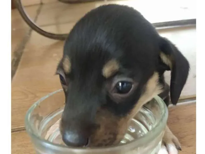 Cachorro raça Sem raça definida idade Abaixo de 2 meses nome Leny