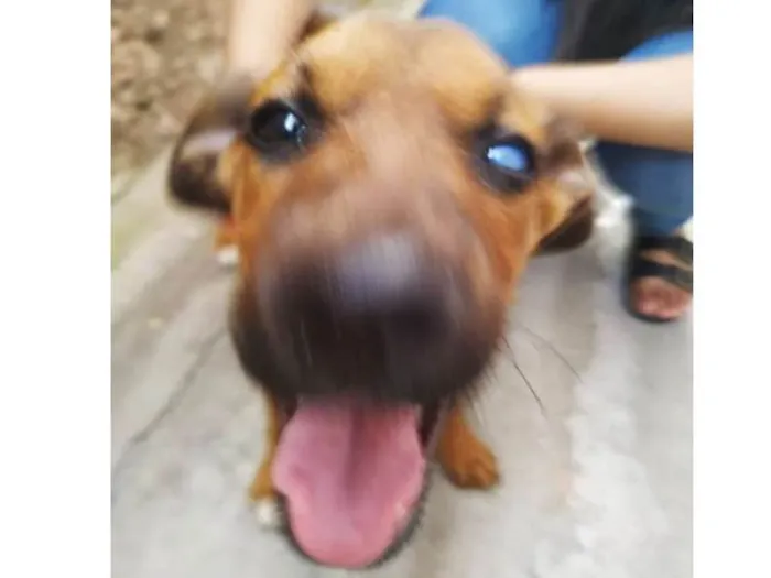 Cachorro ra a SRD idade 2 a 6 meses nome Nick