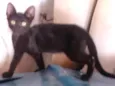 Neguinha e laurinha