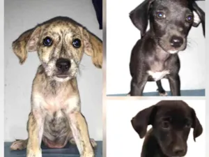 Cachorro raça Srd idade 2 a 6 meses nome Filhotes