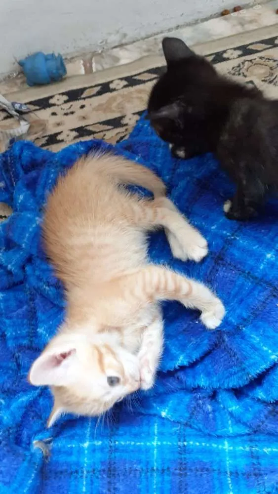 Gato ra a Srd idade Abaixo de 2 meses nome Sem nome