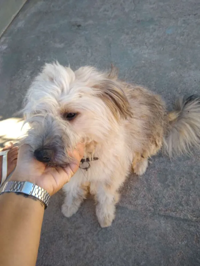 Cachorro ra a Desconhecido idade 1 ano nome Saimon