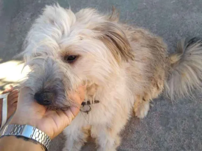 Cachorro ra a Desconhecido idade 1 ano nome Saimon