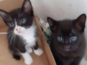 Gato raça Srd idade Abaixo de 2 meses nome Sem nome