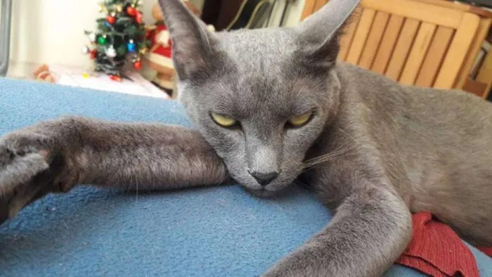 Gato ra a Russian blue idade 6 ou mais anos nome Melo