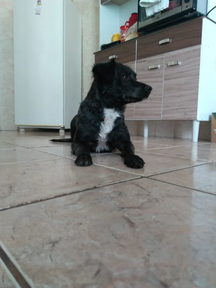 Cachorro ra a SRD idade 1 ano nome Nina 