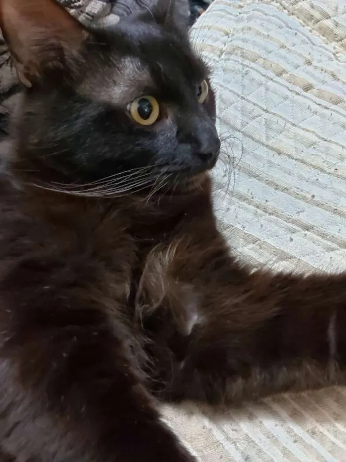 Gato ra a Vira lata com angorá  idade 7 a 11 meses nome Sirene e Fumaça