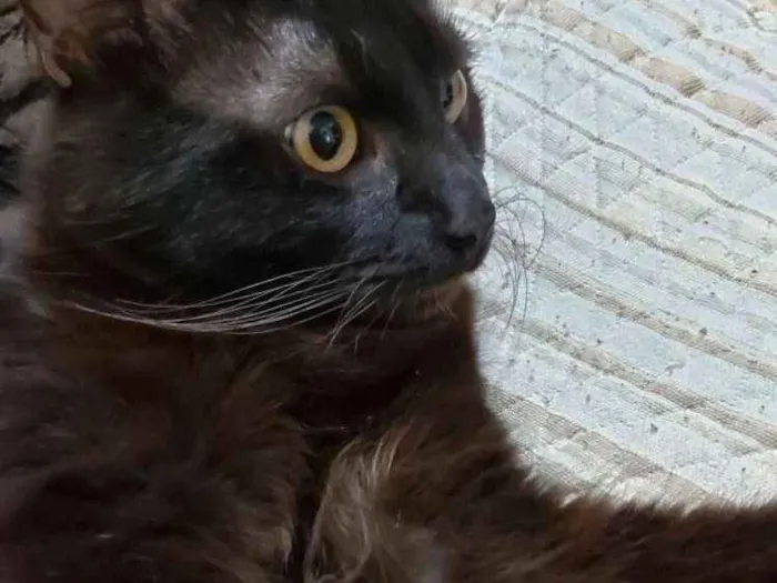 Gato ra a Vira lata com angorá  idade 7 a 11 meses nome Sirene e Fumaça