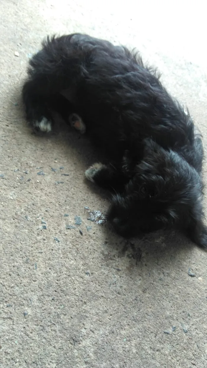 Cachorro ra a SRD idade 2 a 6 meses nome Kesa