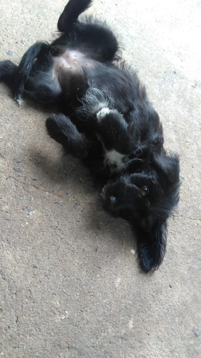 Cachorro ra a SRD idade 2 a 6 meses nome Kesa