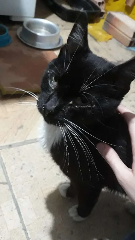 Gato ra a SRD idade 2 anos nome Frajola