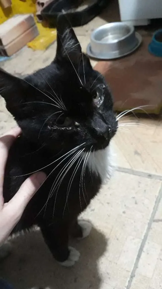 Gato ra a SRD idade 2 anos nome Frajola