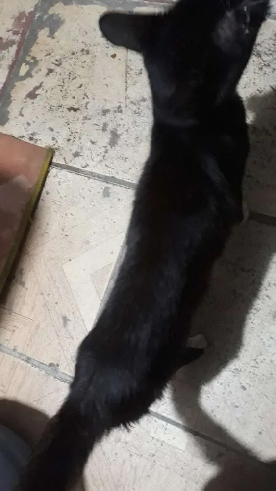 Gato ra a SRD idade 2 anos nome Frajola