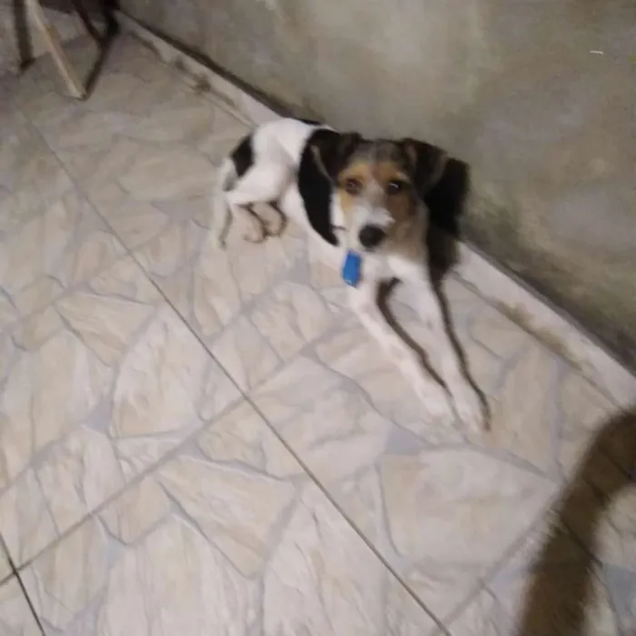 Cachorro raça Srd idade 7 a 11 meses nome Tayron