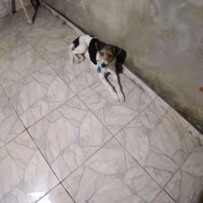 Cachorro raça Srd idade 7 a 11 meses nome Tayron