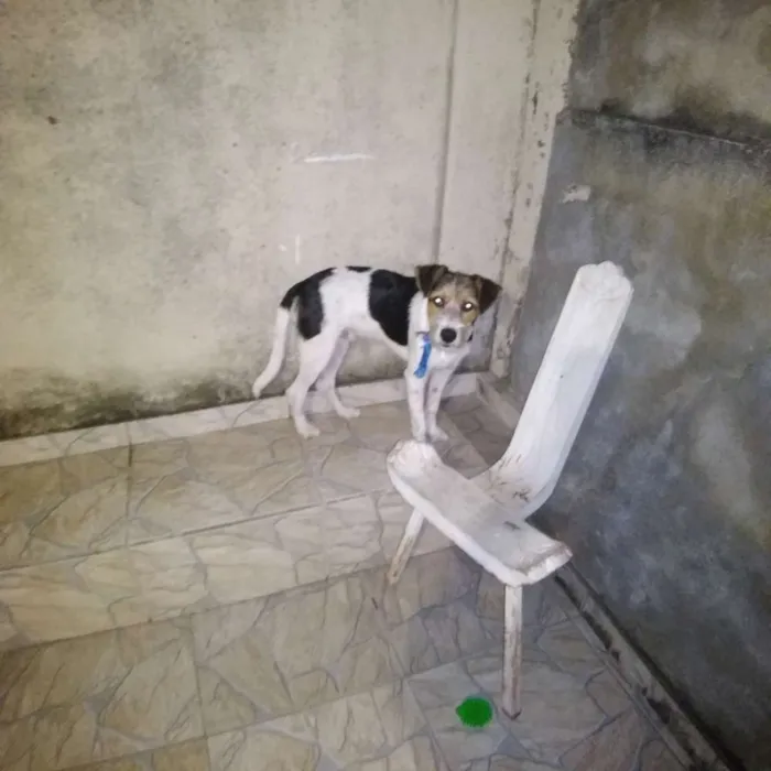 Cachorro raça Srd idade 7 a 11 meses nome Tayron
