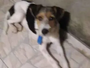 Cachorro raça Srd idade 7 a 11 meses nome Tayron