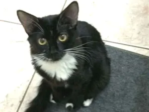 Gato raça  idade 1 ano nome Maggie