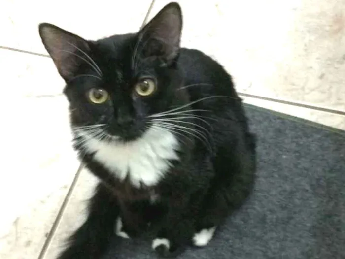 Gato ra a  idade 1 ano nome Maggie