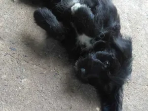 Cachorro raça SRD idade 2 a 6 meses nome Kesa