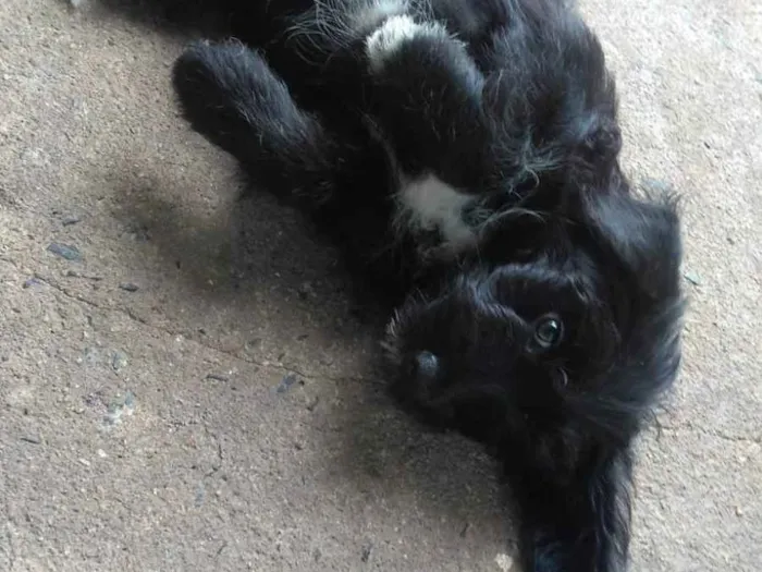 Cachorro ra a SRD idade 2 a 6 meses nome Kesa