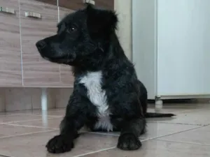 Cachorro raça SRD idade 1 ano nome Nina 