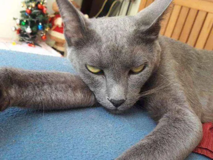 Gato ra a Russian blue idade 6 ou mais anos nome Melo